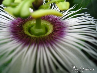 garden_02