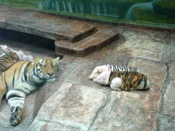 tiger-pork1